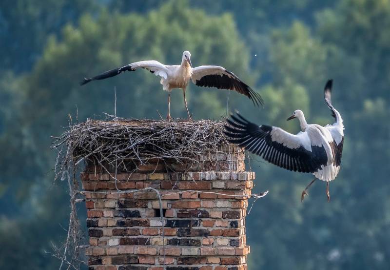 Professional Chimney Animal Removal Services in Los Altos, California