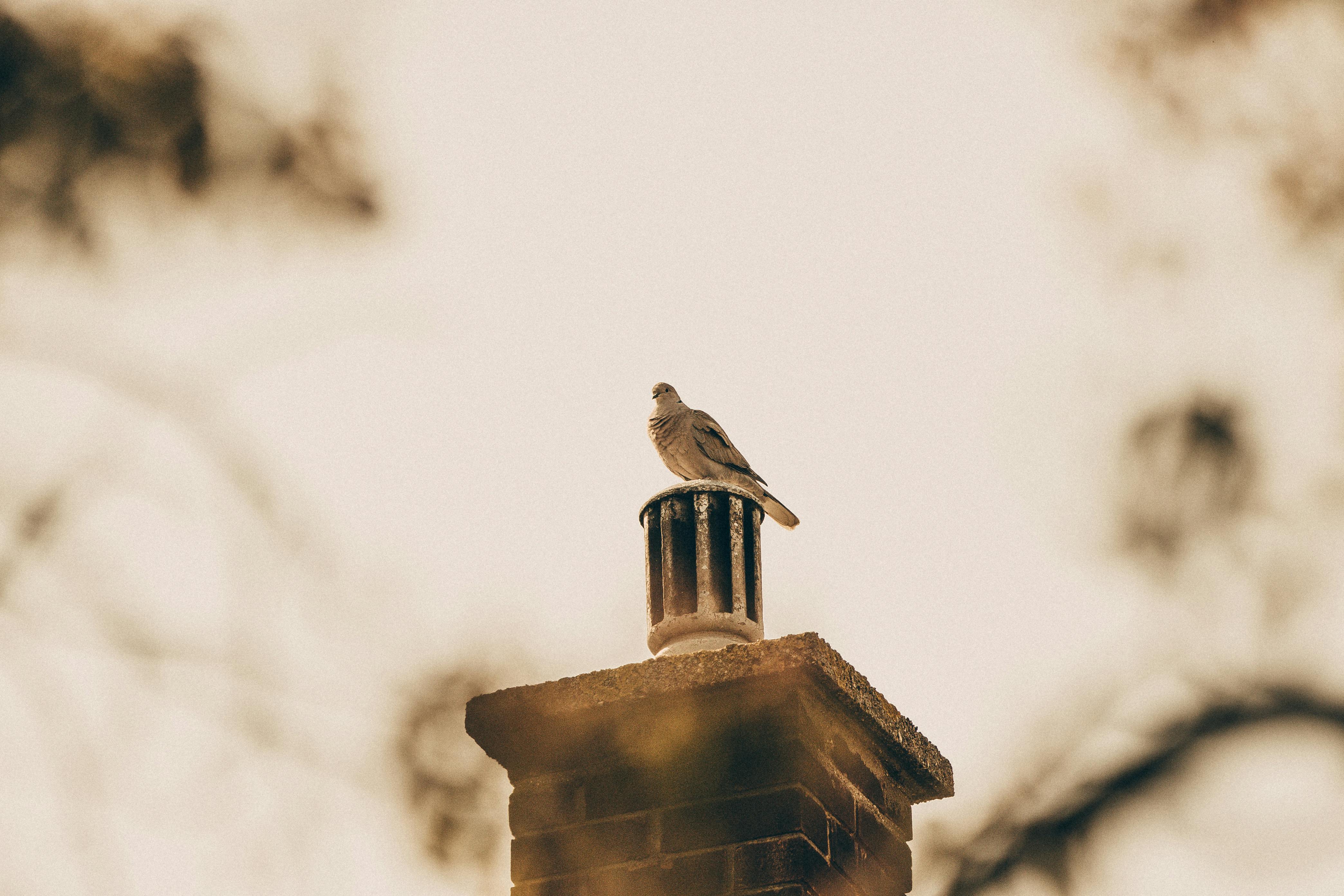 Professional Chimney Cap and Damper In Los Altos California